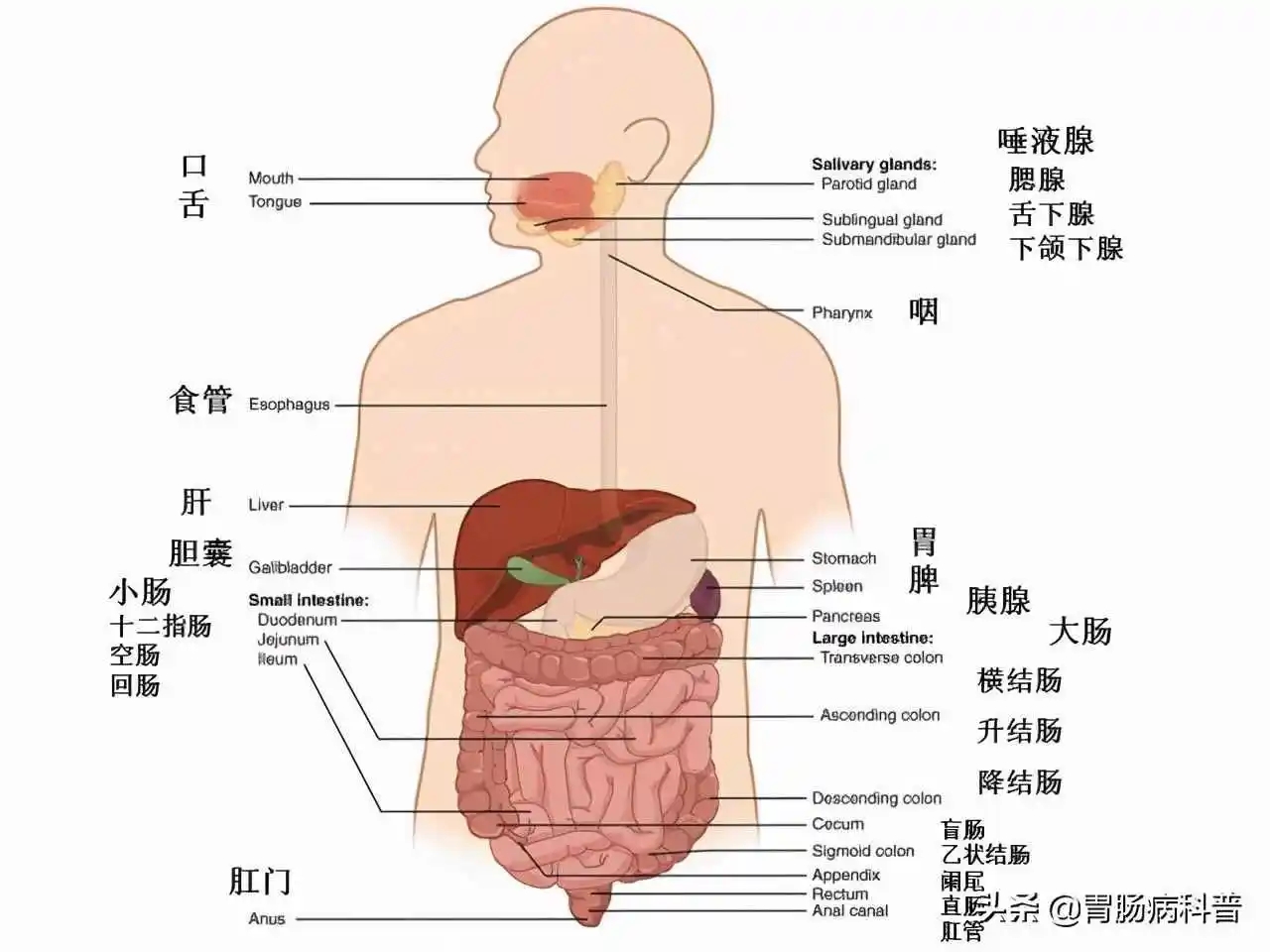 腹部器官及九分法